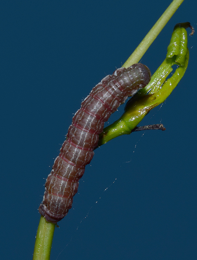 Sfarfallamenti di Boudinotiana notha - Geometridae